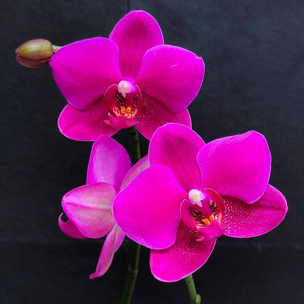 Phalaenopsis Rang Rang - With Small Spike | FF - Buy Orchids Plants Online by Orchid-Tree.com