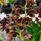 Catasetum (FDK.) After Dark Bakers Cheetah - Without Flowers | BS - Buy Orchids Plants Online by Orchid-Tree.com