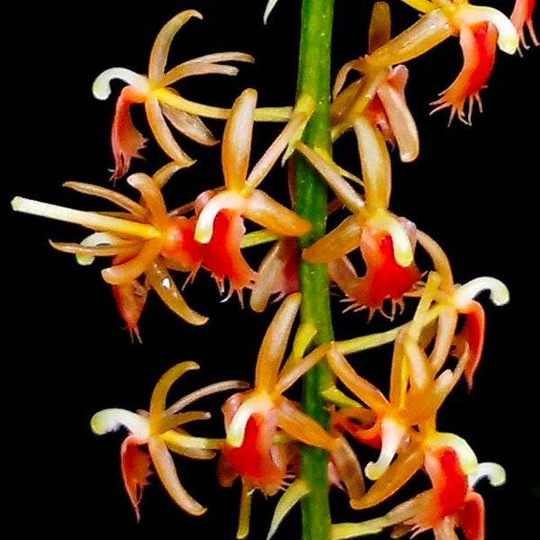 Liparis lacerata sp. - Without Flowers | BS - Buy Orchids Plants Online by Orchid-Tree.com