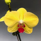 Phalaenopsis Golden Tree - With Small Spike | FF - Buy Orchids Plants Online by Orchid-Tree.com