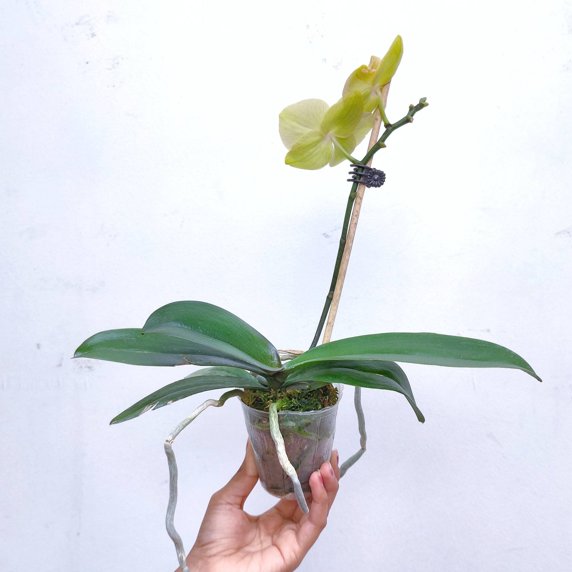 Phalaenopsis Crack of Dawn - Without Flowers | BS - Buy Orchids Plants Online by Orchid-Tree.com