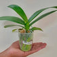 Phalaenopsis Tiannong Golden Vivien - With Spike | FF - Buy Orchids Plants Online by Orchid-Tree.com