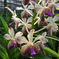 Vanda lamellata X (V. Noi blue X Rhy. coelestis) - Without Flowers | BS - Buy Orchids Plants Online by Orchid-Tree.com
