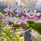 Vanda lamellata X (V. Noi blue X Rhy. coelestis) - Without Flowers | BS - Buy Orchids Plants Online by Orchid-Tree.com