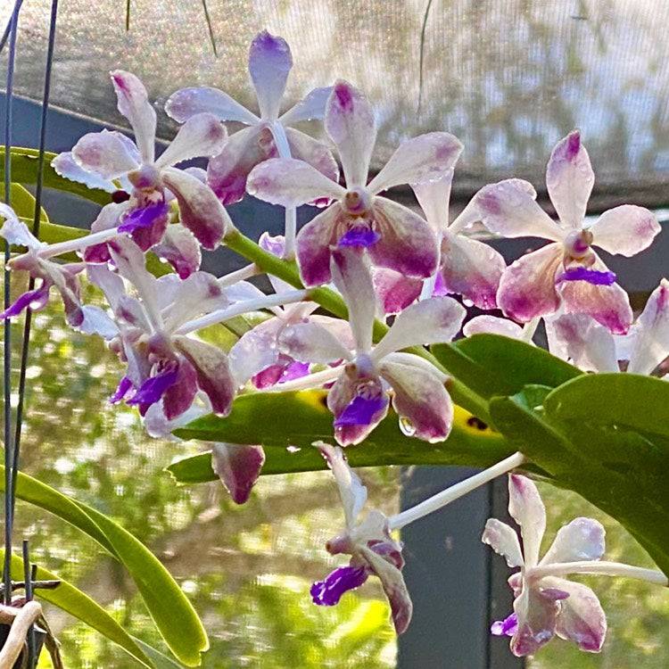 Vanda lamellata X (V. Noi blue X Rhy. coelestis) - Without Flowers | BS - Buy Orchids Plants Online by Orchid-Tree.com