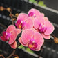 Phalaenopsis Tiannong Golden Vivien - With Spike | FF - Buy Orchids Plants Online by Orchid-Tree.com