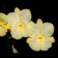 Broughtonia sanguinea var. aurea sp. - Without Flowers | BS - Buy Orchids Plants Online by Orchid-Tree.com
