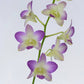Dendrobium Arredang Light Blue - Without Flowers | BS - Buy Orchids Plants Online by Orchid-Tree.com