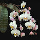Phalaenopsis philippinensis sp. - Without Flowers | BS - Buy Orchids Plants Online by Orchid-Tree.com