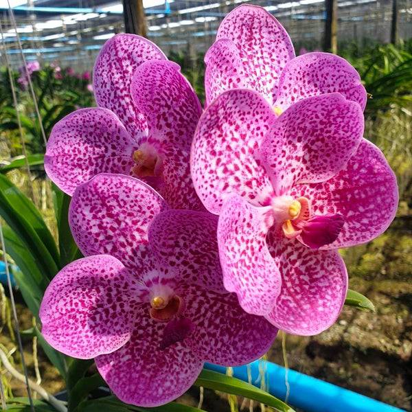 Vanda Somsri Star x Bitz's Heartthrob - With Spike | FF - Buy Orchids Plants Online by Orchid-Tree.com