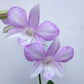 Dendrobium Express Pink - Without Flowers | BS - Buy Orchids Plants Online by Orchid-Tree.com