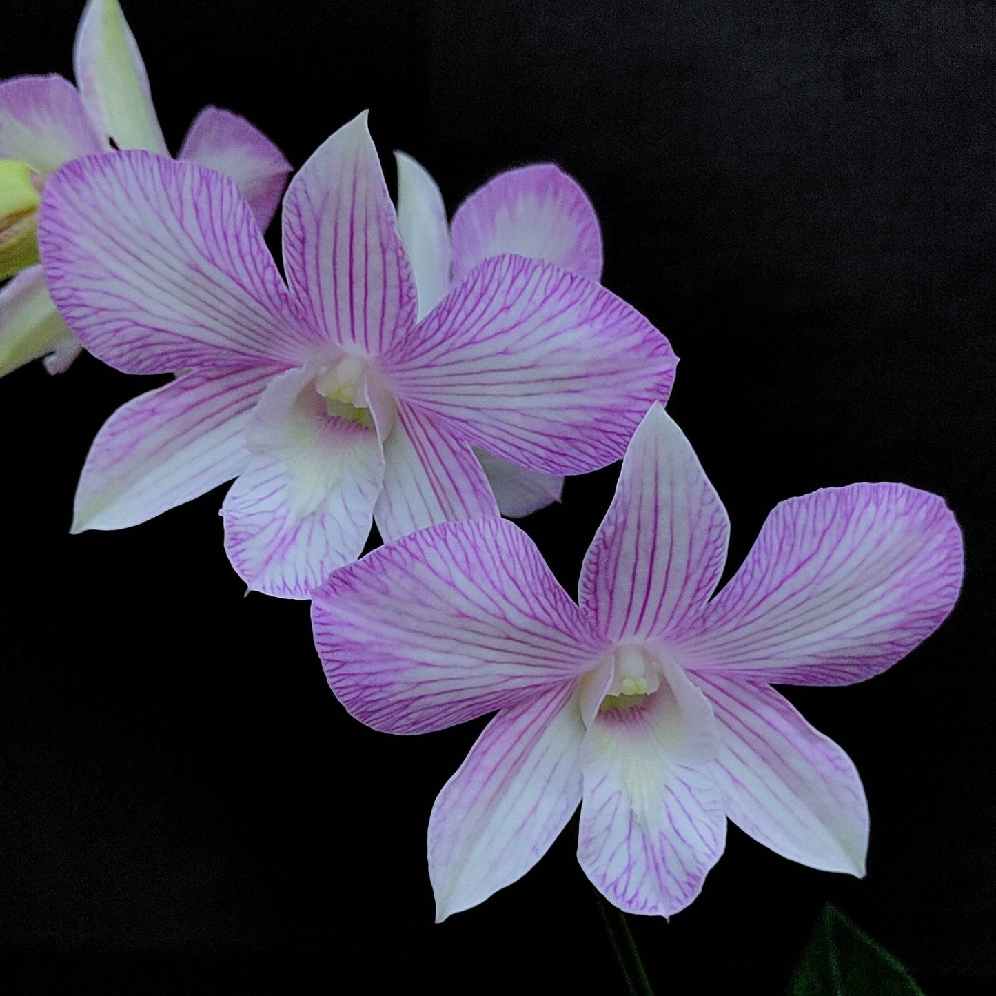 Dendrobium Express Pink - Without Flowers | BS - Buy Orchids Plants Online by Orchid-Tree.com