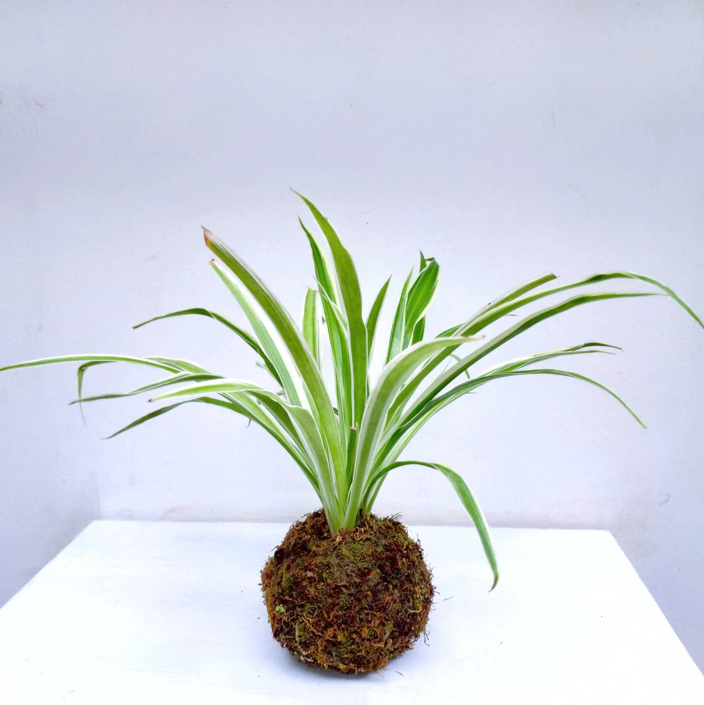 Kokedama Spider Plant - Buy Orchids Plants Online by Orchid-Tree.com