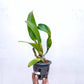 Cattleya Irene Finney - Without Flowers | BS - Buy Orchids Plants Online by Orchid-Tree.com
