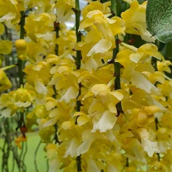 Aerides falcata var flava sp. - Without Flowers | BS - Buy Orchids Plants Online by Orchid-Tree.com