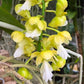 Aerides falcata var flava sp. - Without Flowers | BS - Buy Orchids Plants Online by Orchid-Tree.com