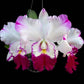 Cattleya Mem. Tiang x Mari's Song - Without Flowers | MS - Buy Orchids Plants Online by Orchid-Tree.com