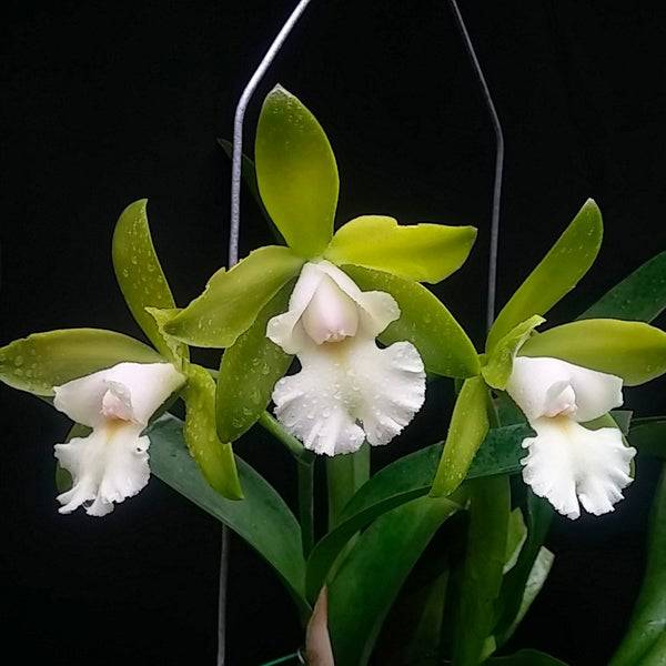 Cattleya Siam Jade - Without Flowers | BS - Buy Orchids Plants Online by Orchid-Tree.com