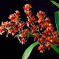 Oncidium Twinkle Brown - Without Flowers | BS - Buy Orchids Plants Online by Orchid-Tree.com