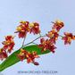 Oncidium Twinkle Brown - Without Flowers | BS - Buy Orchids Plants Online by Orchid-Tree.com