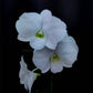 Dendrobium Big Jumbo White - Without Flowers | BS - Buy Orchids Plants Online by Orchid-Tree.com