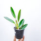 Dendrobium speciosum sp. |Australian Dendrobium  - Without Flower | BS - Buy Orchids Plants Online by Orchid-Tree.com