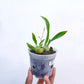 Oncidium Twinkle Brown - Without Flowers | BS - Buy Orchids Plants Online by Orchid-Tree.com