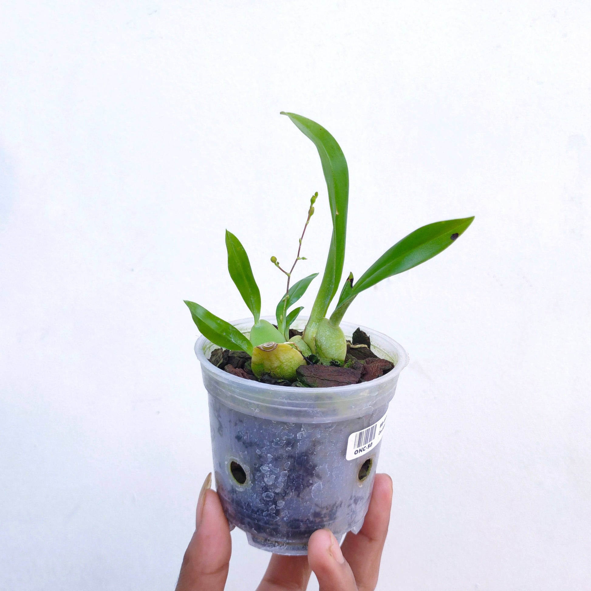 Oncidium Twinkle Brown - Without Flowers | BS - Buy Orchids Plants Online by Orchid-Tree.com