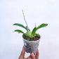 Oncidium Twinkle Brown - Without Flowers | BS - Buy Orchids Plants Online by Orchid-Tree.com