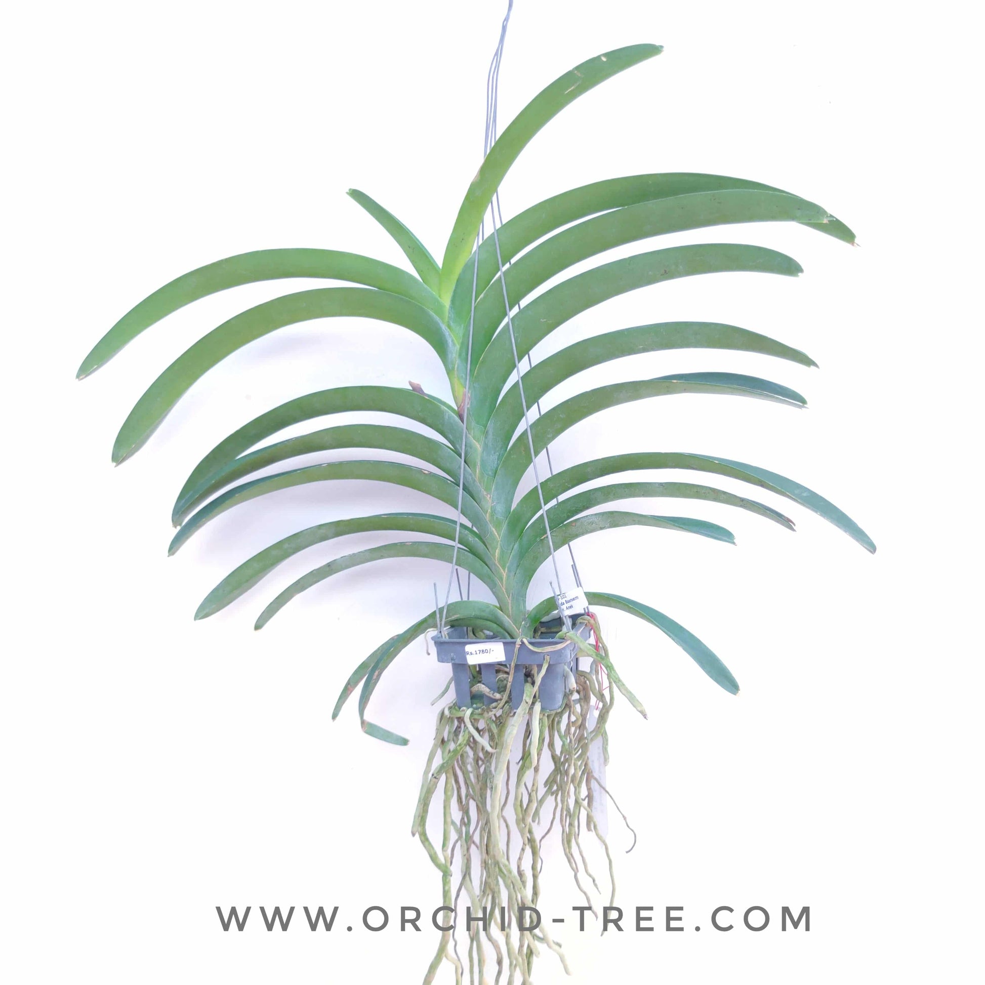 Vanda Boonserm x Dr. Anek - Without Flowers | BS - Buy Orchids Plants Online by Orchid-Tree.com
