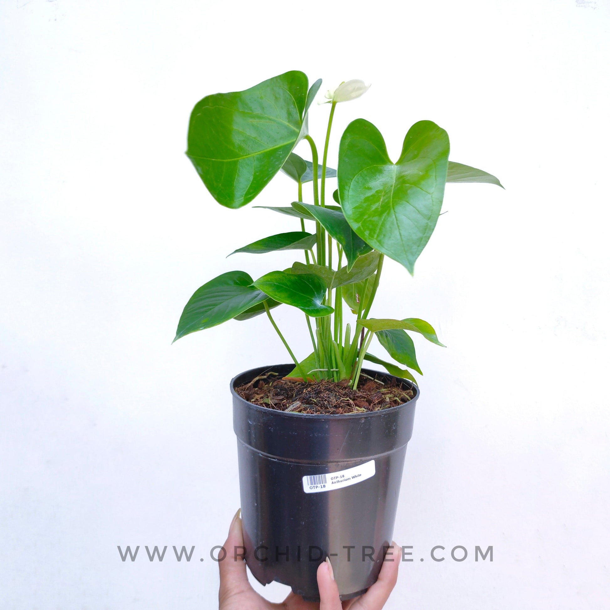 Anthurium White - With Flowers | FF - Buy Orchids Plants Online by Orchid-Tree.com