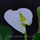 Anthurium White - With Flowers | FF - Buy Orchids Plants Online by Orchid-Tree.com