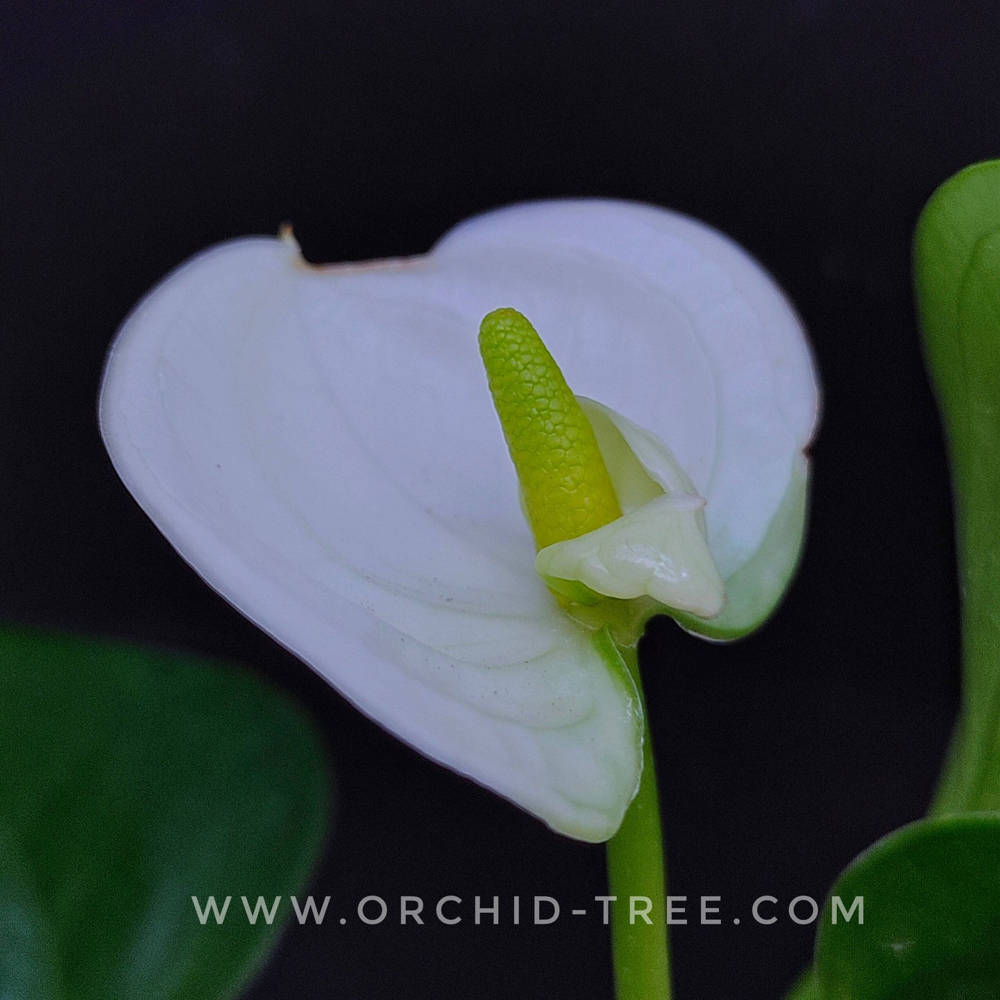 Anthurium White - With Flowers | FF - Buy Orchids Plants Online by Orchid-Tree.com