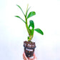 Dendrobium Sonia White - Without Flowers | BS - Buy Orchids Plants Online by Orchid-Tree.com
