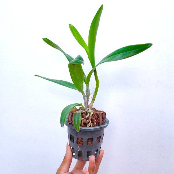 Cattleya (Guarianthe) Why Not Orange - Without Flowers | BS - Buy Orchids Plants Online by Orchid-Tree.com