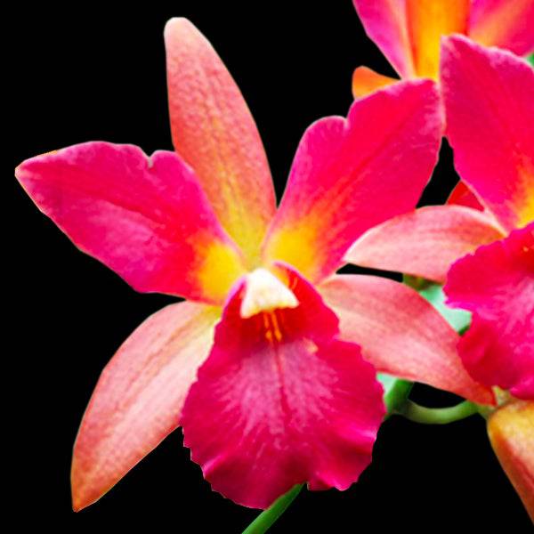 Cattleya (Guarianthe) Why Not Orange - Without Flowers | BS - Buy Orchids Plants Online by Orchid-Tree.com