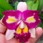 Cattleya Tsutung Beauty - Without Flowers | BS - Buy Orchids Plants Online by Orchid-Tree.com