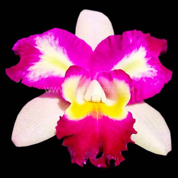 Cattleya Tsutung Beauty - Without Flowers | BS - Buy Orchids Plants Online by Orchid-Tree.com