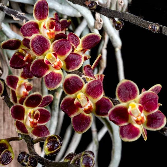 Chiloschista lunifera Red sp. - Without Flowers | BS - Buy Orchids Plants Online by Orchid-Tree.com