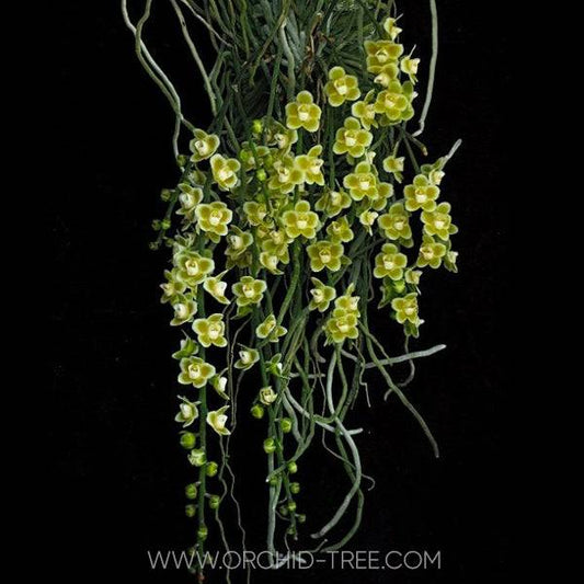 Chiloschista viridiflava sp. -With Spike | FF - Buy Orchids Plants Online by Orchid-Tree.com