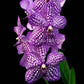 Vanda Chulee Classic '08' - Without Flowers | BS - Buy Orchids Plants Online by Orchid-Tree.com