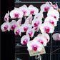 Phalaenopsis Geisha - With Small Spike | FF - Buy Orchids Plants Online by Orchid-Tree.com