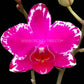 Phalaenopsis Yu Pin Burgundy - With Buds | FF - Buy Orchids Plants Online by Orchid-Tree.com