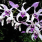 Dendrobium Warawan - Without Flowers | MS - Buy Orchids Plants Online by Orchid-Tree.com