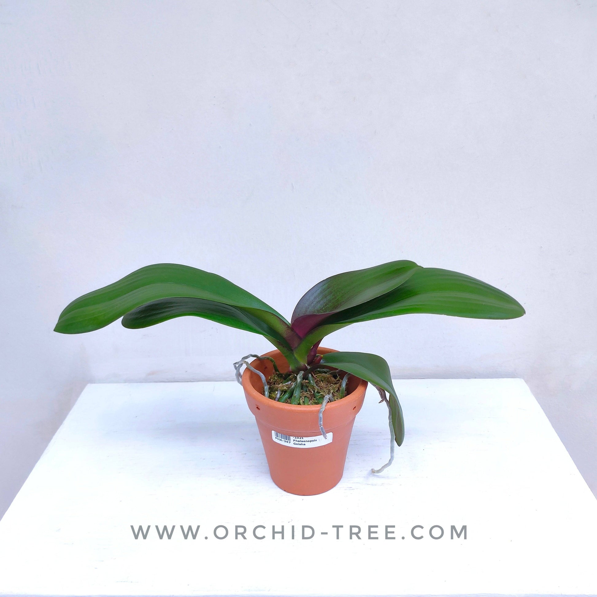Phalaenopsis Geisha - With Small Spike | FF - Buy Orchids Plants Online by Orchid-Tree.com