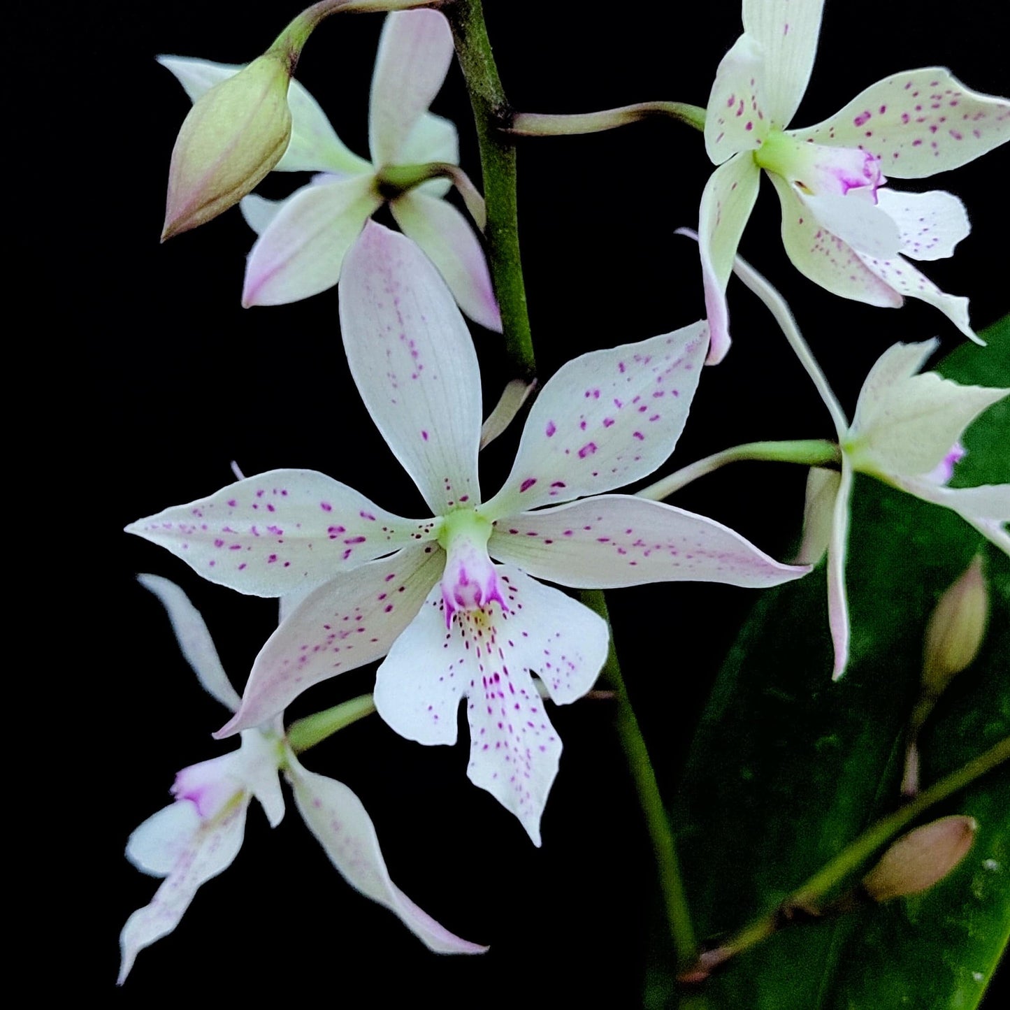 Epiarthron Kevin Mark Ragbir - Without Flowers | BS - Buy Orchids Plants Online by Orchid-Tree.com