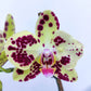 Phalaenopsis OX Spongebob - Without Flowers | BS - Buy Orchids Plants Online by Orchid-Tree.com