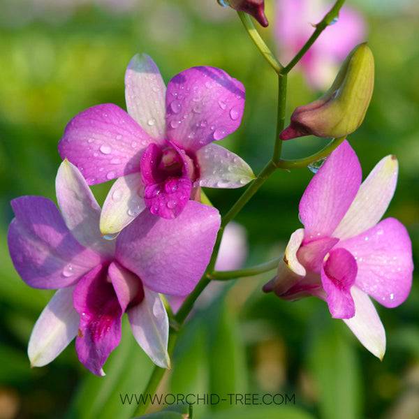 Dendrobium Sugar Pink - With Buds | FF - Buy Orchids Plants Online by Orchid-Tree.com