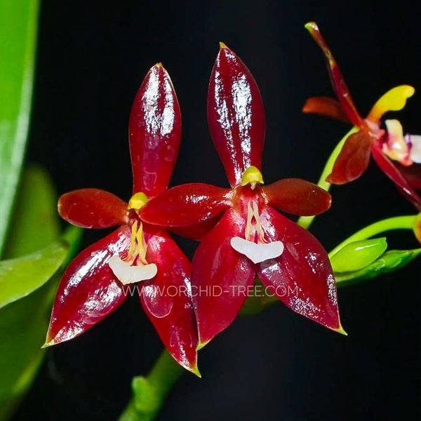 Phalaenopsis cornu-cervi 'Red' sp. - Without Flowers | BS - Buy Orchids Plants Online by Orchid-Tree.com