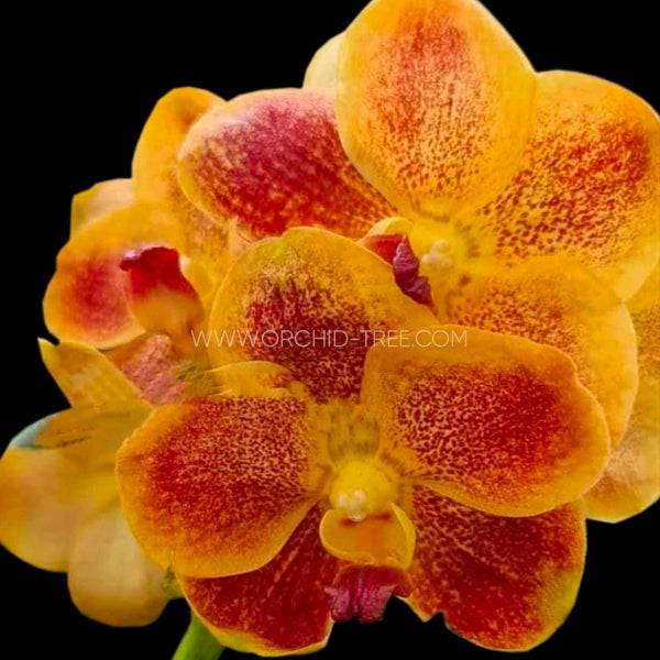 Vanda Parichart Classic # 2 - Without Flowers | SS - Buy Orchids Plants Online by Orchid-Tree.com